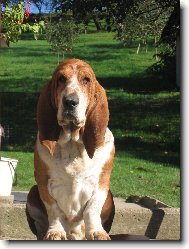 Basset Hound