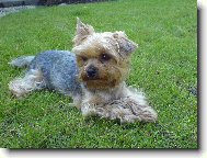 Jorkrsk terier, Yorkshire Terrier,