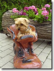 Jorkrsk terier, Yorkshire Terrier,