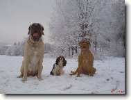 Dogue de Bordeaux