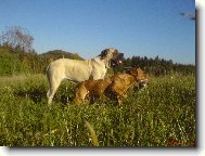 Dogue de Bordeaux