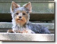 Jorkrsk terier, Yorkshire Terrier,