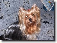 Jorkrsk terier, Yorkshire Terrier,