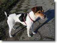 Parson Russel Terrier