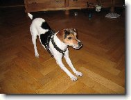 Parson russell terrier \\\\\(Dog standard\\\\\)