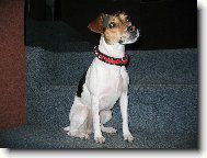 Parson Russel Terrier