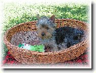 Jorkrsk terier, Yorkshire Terrier,