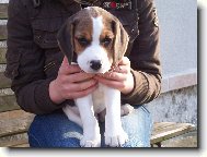 Beagle