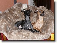 Piccolo Levriero Italiano, Italian Greyhound