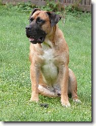 Boerboel