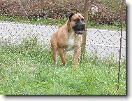 Boerboel