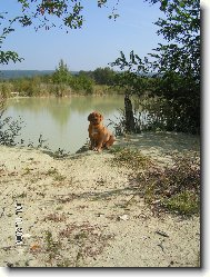 Dogue de Bordeaux