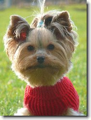 Jorkrsk terier, Yorkshire Terrier,