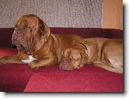 Dogue de Bordeaux