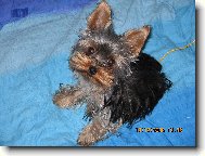 Jorkrsk terier, Yorkshire Terrier,