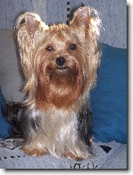 Jorkrsk terier, Yorkshire Terrier,