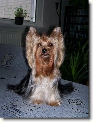 Jorkrsk terier, Yorkshire Terrier,