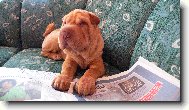 Shar-Pei \(Dog standard\)