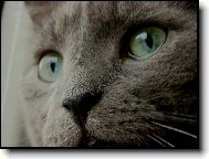 Russian Blue