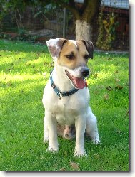 Jack Russell Terrier