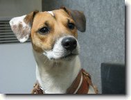 Jack Russell Terrier