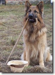 German Shepherd Dog