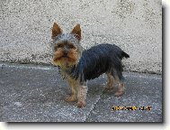 Jorkrsk terier, Yorkshire Terrier,