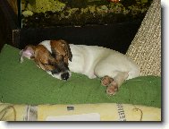 Jack Russell Terrier