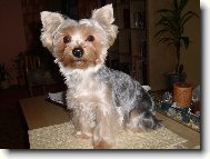 Jorkrsk terier, Yorkshire Terrier,