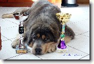 Tibetan Mastiff \(Dog standard\)