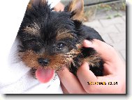 Jorkrsk terier, Yorkshire Terrier,