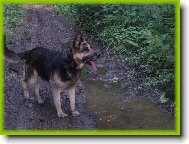 German Shepherd Dog