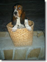 Basset Hound