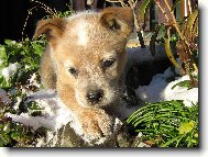 Australian Cattledog