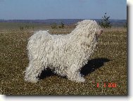 Hungarian Puli