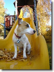 Jack Russell Terrier