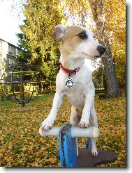 Jack Russell Terrier