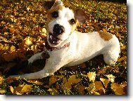 Jack Russell Terrier