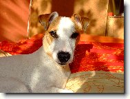 Jack Russell Terrier