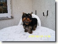 Jorkrsk terier, Yorkshire Terrier,