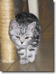 British shorthairs cat