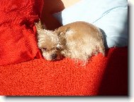 Jorkrsk terier, Yorkshire Terrier,