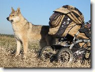 Czechoslovakian wolfdog