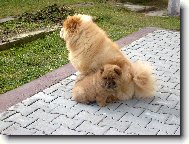 Chow Chow