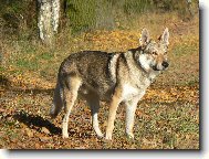 Czechoslovakian wolfdog