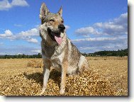 Czechoslovakian wolfdog