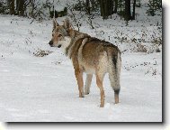 Czechoslovakian wolfdog