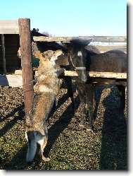 Czechoslovakian wolfdog