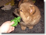 Chow chow \\\\\(Dog standard\\\\\)