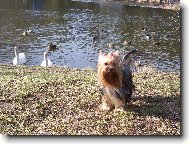 Jorkrsk terier, Yorkshire Terrier,